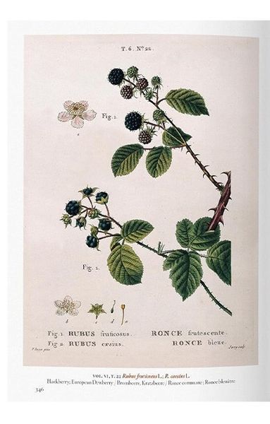 Книга A Garden Eden. Masterpieces of Botanical Illustration. 45th Ed. (9783836591911) 9783836591911 фото