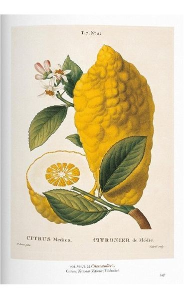 Книга A Garden Eden. Masterpieces of Botanical Illustration. 45th Ed. (9783836591911) 9783836591911 фото