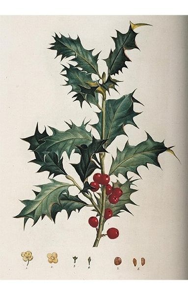 Книга A Garden Eden. Masterpieces of Botanical Illustration. 45th Ed. (9783836591911) 9783836591911 фото