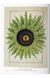 Книга A Garden Eden. Masterpieces of Botanical Illustration. 45th Ed. (9783836591911) 9783836591911 фото 6
