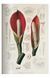 Книга A Garden Eden. Masterpieces of Botanical Illustration. 45th Ed. (9783836591911) 9783836591911 фото 13