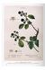 Книга A Garden Eden. Masterpieces of Botanical Illustration. 45th Ed. (9783836591911) 9783836591911 фото 8