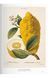 Книга A Garden Eden. Masterpieces of Botanical Illustration. 45th Ed. (9783836591911) 9783836591911 фото 9