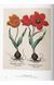 Книга A Garden Eden. Masterpieces of Botanical Illustration. 45th Ed. (9783836591911) 9783836591911 фото 4