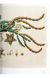 Книга A Garden Eden. Masterpieces of Botanical Illustration. 45th Ed. (9783836591911) 9783836591911 фото 11