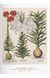 Книга A Garden Eden. Masterpieces of Botanical Illustration. 45th Ed. (9783836591911) 9783836591911 фото 5