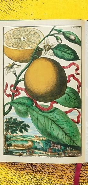 Книга J. C. Volkamer. The Book of Citrus Fruits (9783836535250) 275635 фото