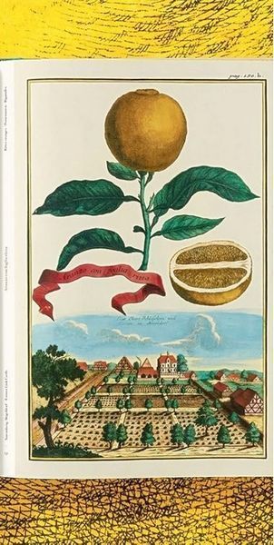 Книга J. C. Volkamer. The Book of Citrus Fruits (9783836535250) 275635 фото
