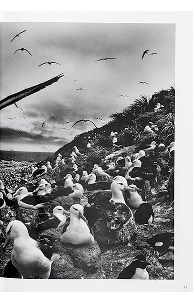 Книга Sebastiao Salgado. Genesis (9783836538725) 9783836538725 фото