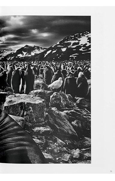 Книга Sebastiao Salgado. Genesis (9783836538725) 9783836538725 фото