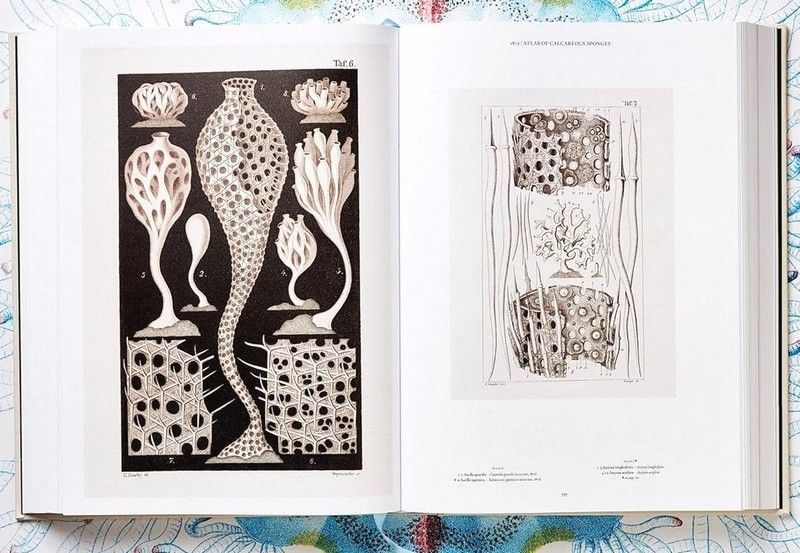 Книга The Art and Science of Ernst Haeckel (9783836526463) 279530 фото
