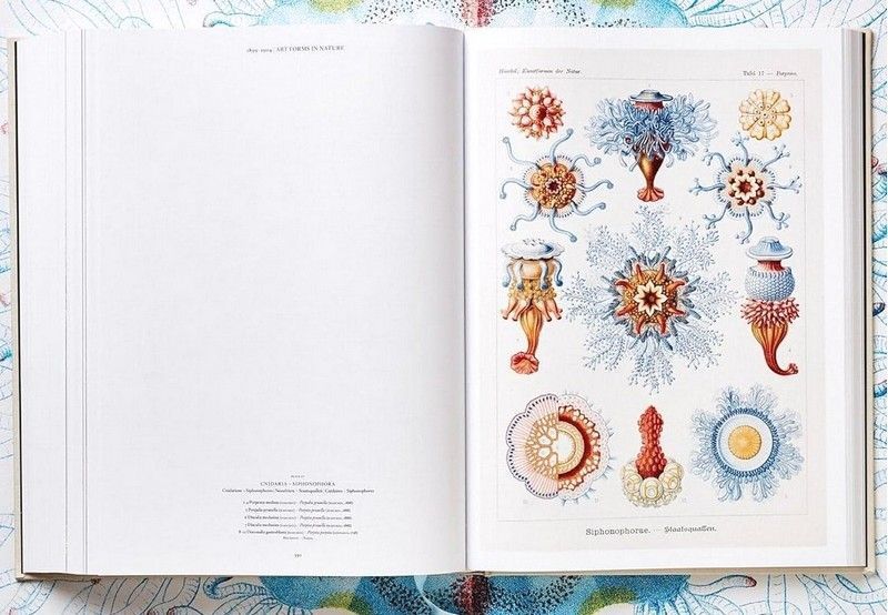 Книга The Art and Science of Ernst Haeckel (9783836526463) 279530 фото