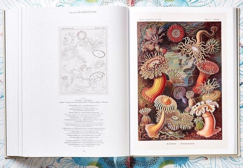 Книга The Art and Science of Ernst Haeckel (9783836526463) 279530 фото