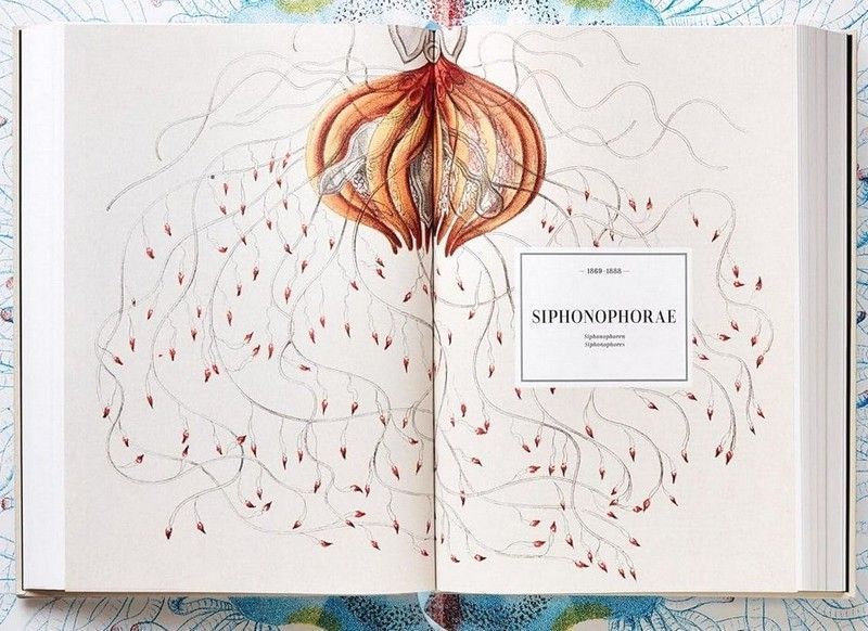 Книга The Art and Science of Ernst Haeckel (9783836526463) 279530 фото