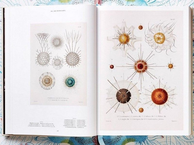 Книга The Art and Science of Ernst Haeckel (9783836526463) 279530 фото
